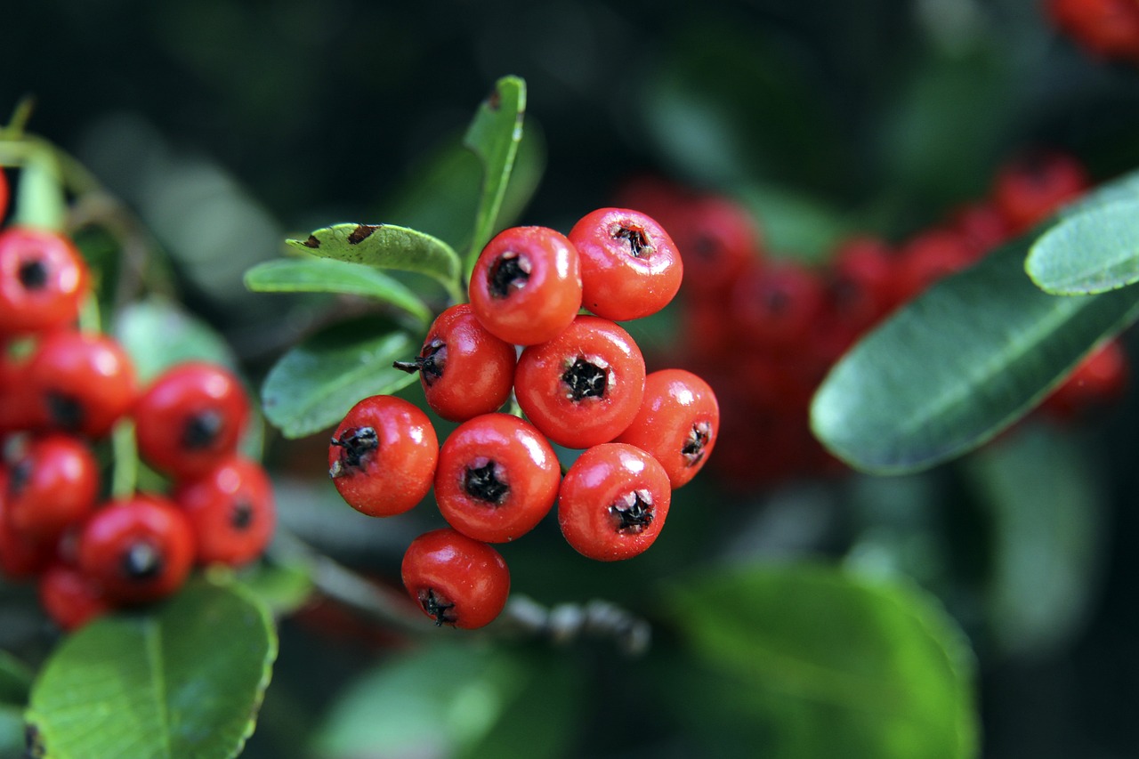 国米能够在 国米能够在